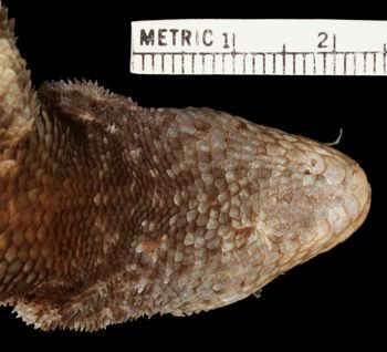 Media type: image;   Herpetology R-22664 Aspect: head ventral